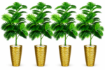 شجرة نخيل – Image 3